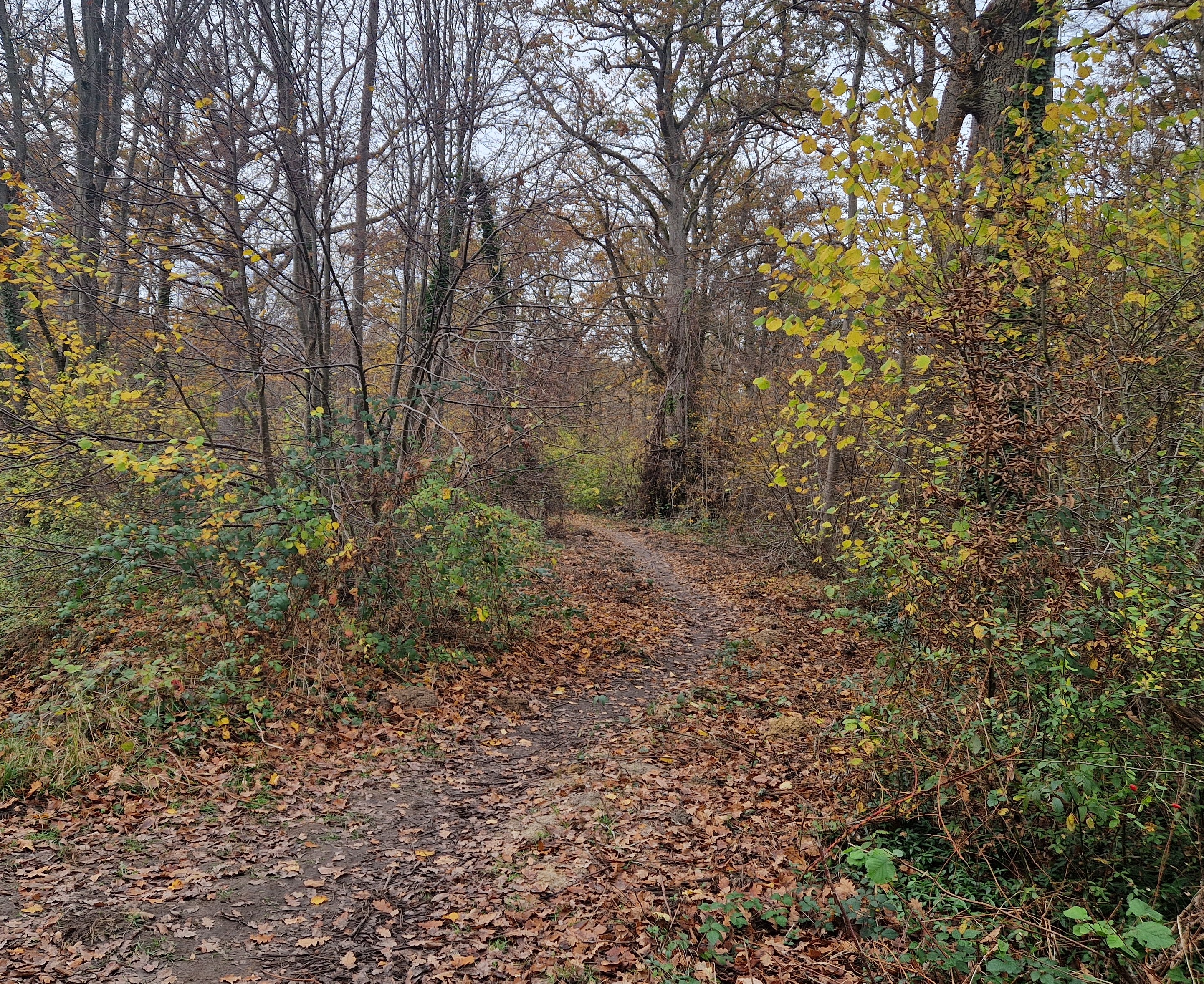 single en autonme en forêt
